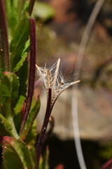 Epilobium ciliatum watsonii