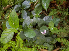 Dicliptera roxburghiana