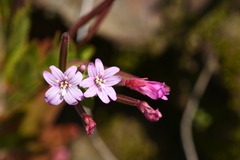 Epilobium ciliatum watsonii