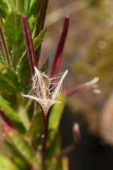 Epilobium ciliatum watsonii
