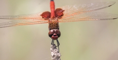 Tramea loewii