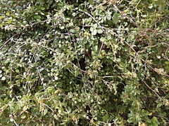 Muehlenbeckia complexa