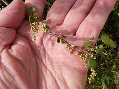 Muehlenbeckia complexa