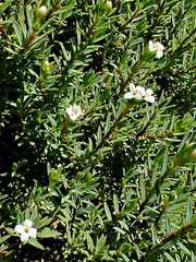 Pimelea suteri