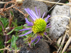 Aster hispidus