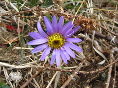 Aster hispidus