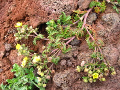 Potentilla chinensis