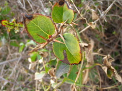 Maclura tricuspidata