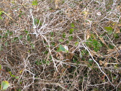 Maclura tricuspidata