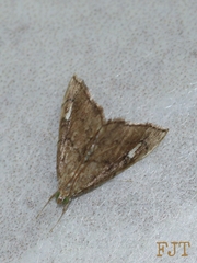 Scybalistodes periculosalis