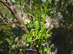 Dodonaea viscosa cuneata