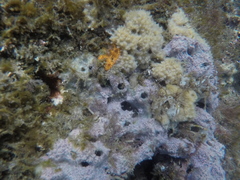 Haliclona caerulea