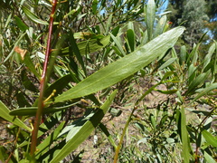 Acacia dodonaeifolia