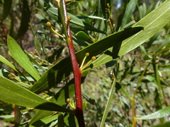 Acacia dodonaeifolia
