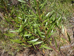 Acacia dodonaeifolia