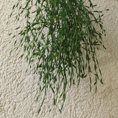 Hatiora salicornoides