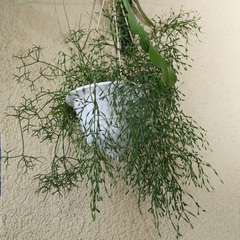 Hatiora salicornoides