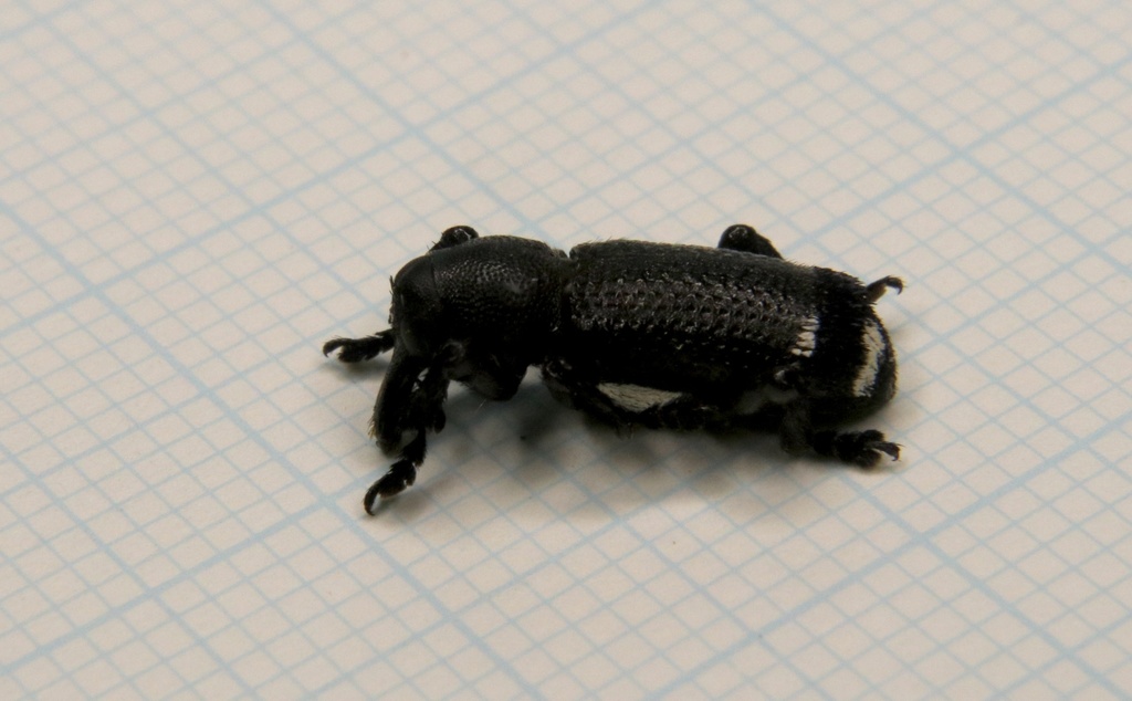 Nothofagius fimbriatus