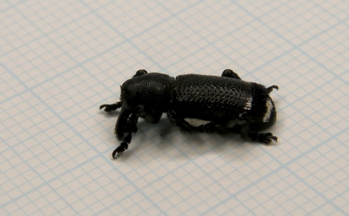 Nothofagius fimbriatus