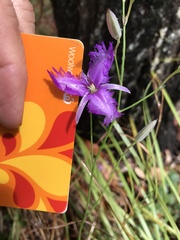 Thysanotus tuberosus tuberosus