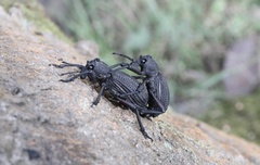 Aegorhinus suturalis