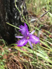 Thysanotus tuberosus tuberosus