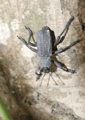 Aegorhinus suturalis