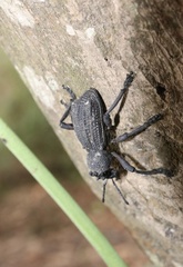 Aegorhinus suturalis