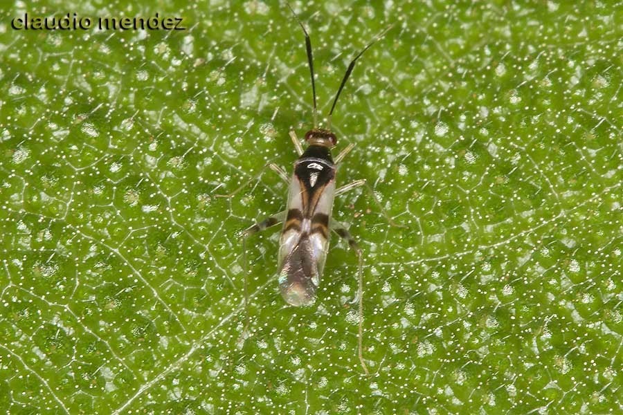 Adparaproba