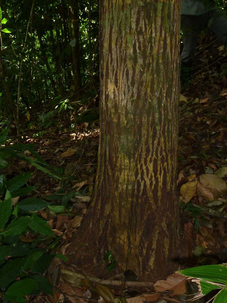 Calophyllum mesoamericanum (Calophyllum mesoamericanum)