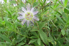 Passiflora chrysophylla