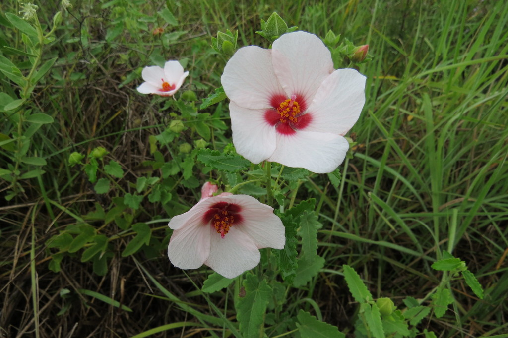 Pavonia xanthogloea