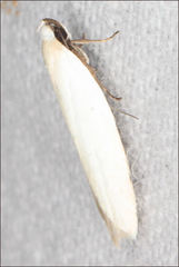 Scieropepla polyxesta