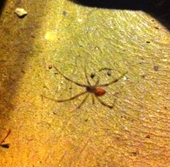 Latrodectus geometricus