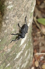 Aegorhinus suturalis