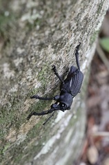 Aegorhinus suturalis