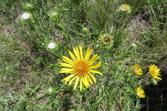 Grindelia pulchella