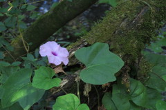 Ipomoea bonariensis