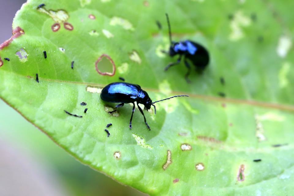 Altica cyanea