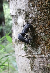 Aegorhinus suturalis