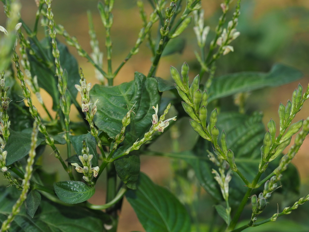 Justicia patentiflora (Justicia patentiflora)
