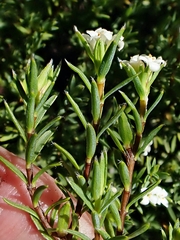 Pimelea suteri