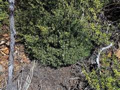 Pimelea suteri