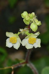 Begonia monophylla
