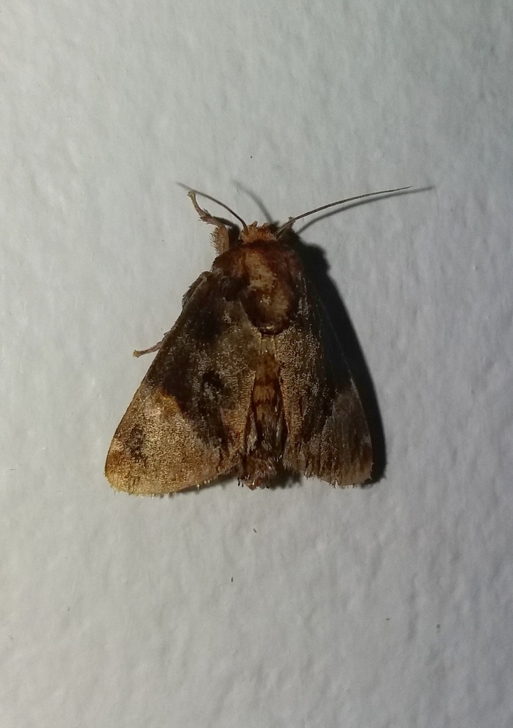 Venadicodia denderia
