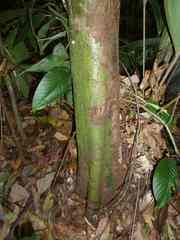 Nectandra umbrosa