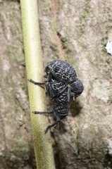 Aegorhinus superciliosus