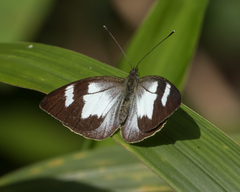 Leptophobia penthica