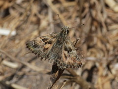 Carcharodus