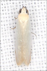 Scieropepla polyxesta